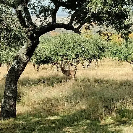 Cigueenas De Navillas בית כפרי