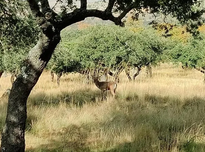 Cigueenas De Navillas 펜션